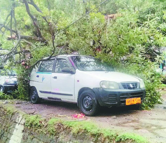 सरकाघाट में पेड़ गिरा, जालंधर मनाली एनएच डेढ़ घंटा ठप
