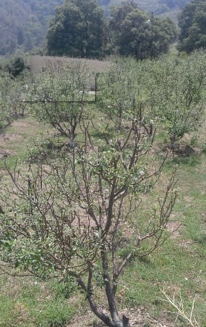 hails kills 90 percent of fruits in Chabatia Garden