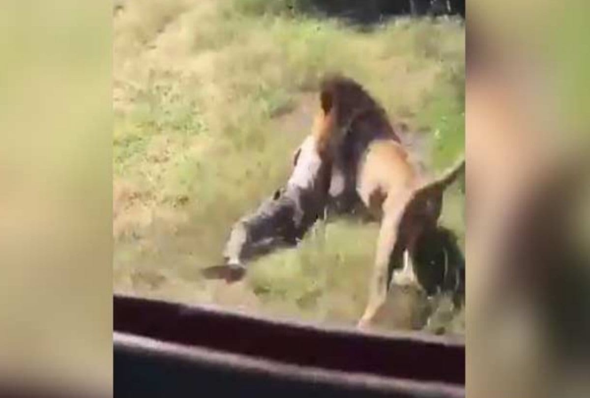Gujarat Amreli The laborer going to the farm was kill by a lion attack, dragged for one km