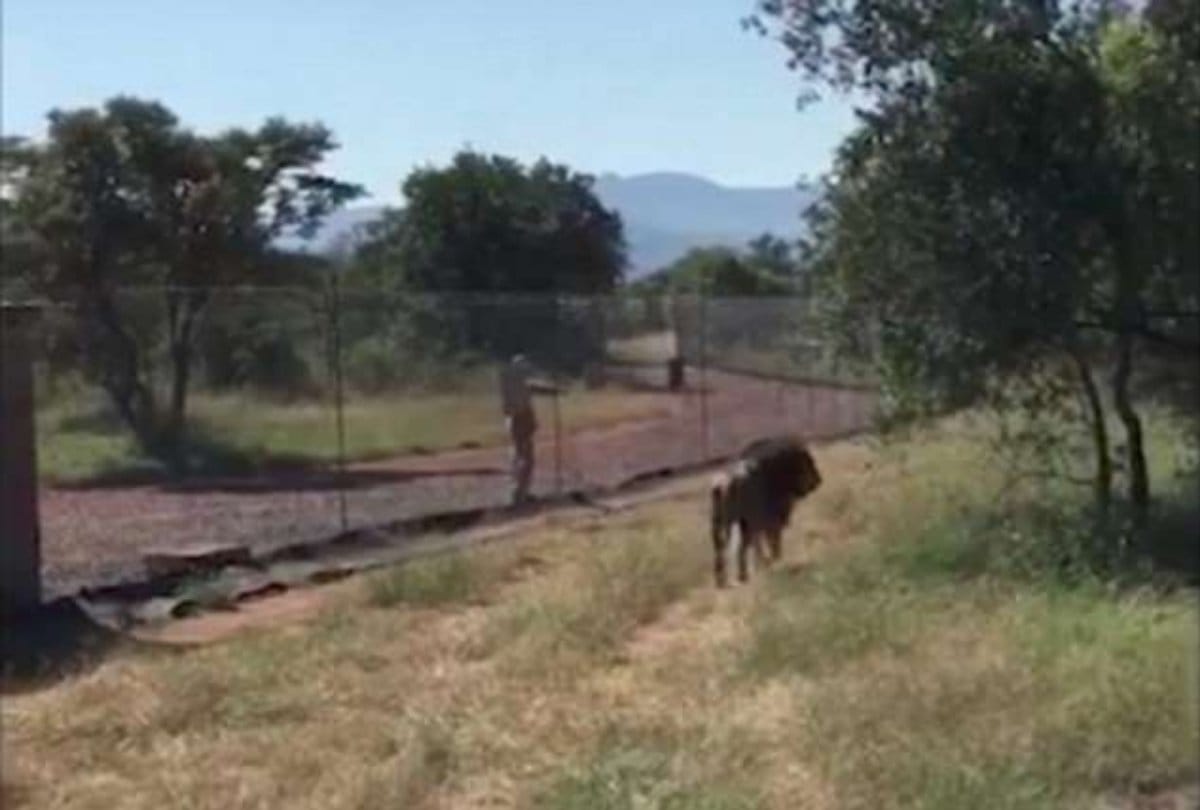 Video Being Viral of a lion attack on wildlife park owner at South Africa
