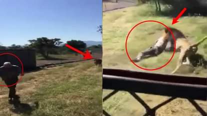 VIRAL VIDEO OF A LION ATTACKED ON A PERSON IN WILD LIFE  