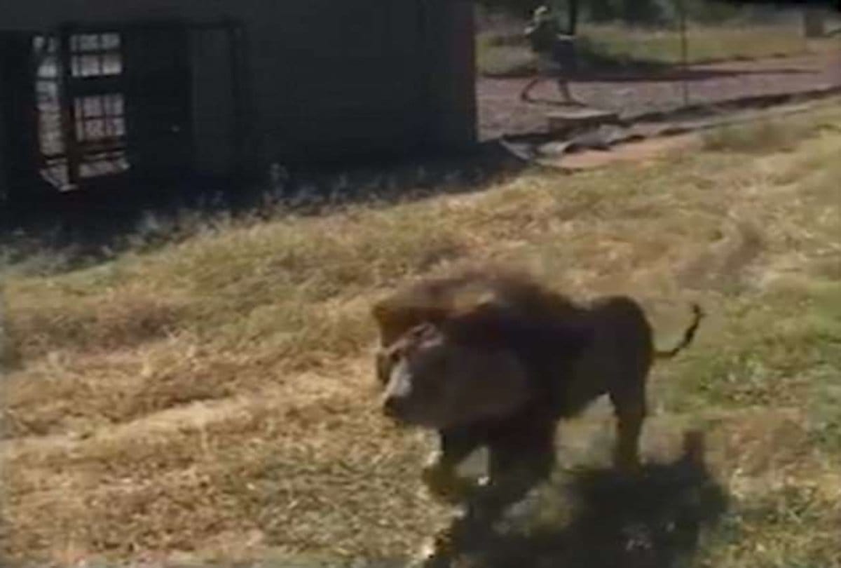 Video Being Viral of a lion attack on wildlife park owner at South Africa