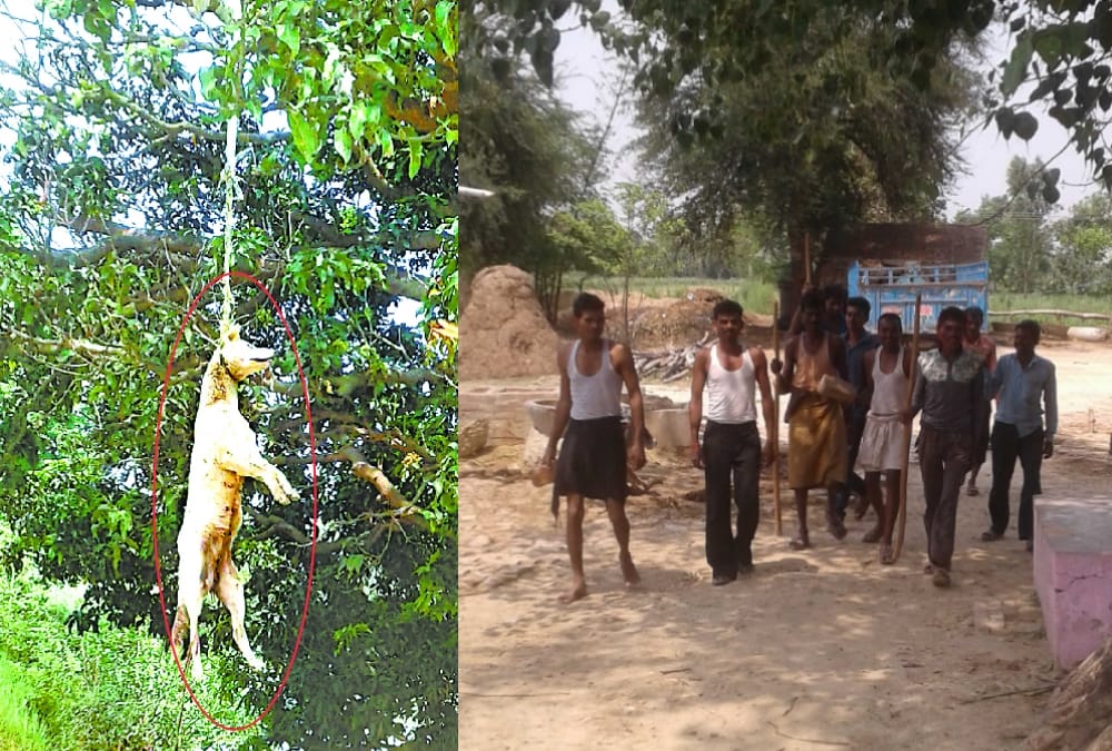 people are killing dogs in sitapur.