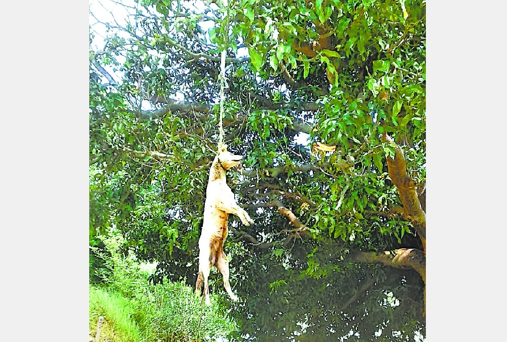 people are killing dogs in sitapur.