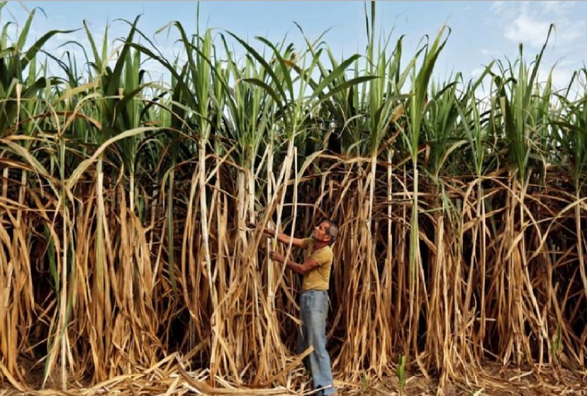 Haryana government plan to increase sugarcane prices after Punjab