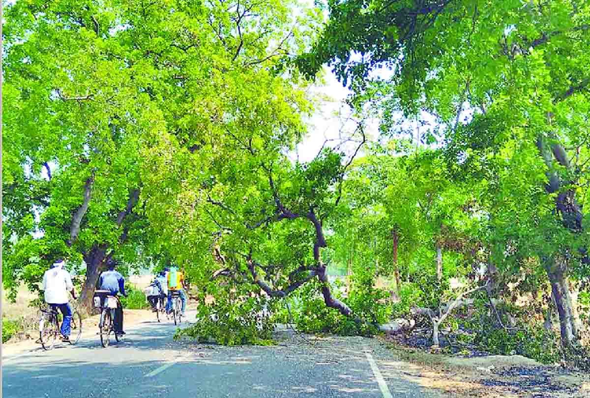 Bike collided with a fallen tree on road groom's brother died
