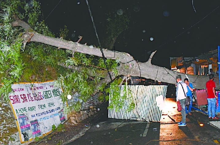 a big tree Dropped due to tifoon