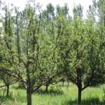 apple orchard