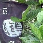 assam bank of river Brahmaputra seen  Black flags with 'ISIS NE' police seized flags goalpara