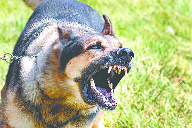 moradabad public in fear of dog