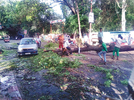 Wasting of wheat, wheat crop wasted, traffic blocked by falling trees