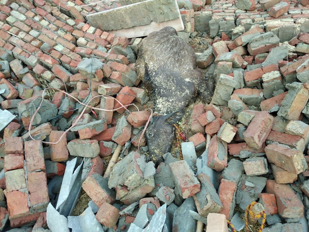 hundreds of birds dies from thunderstorm in Agra