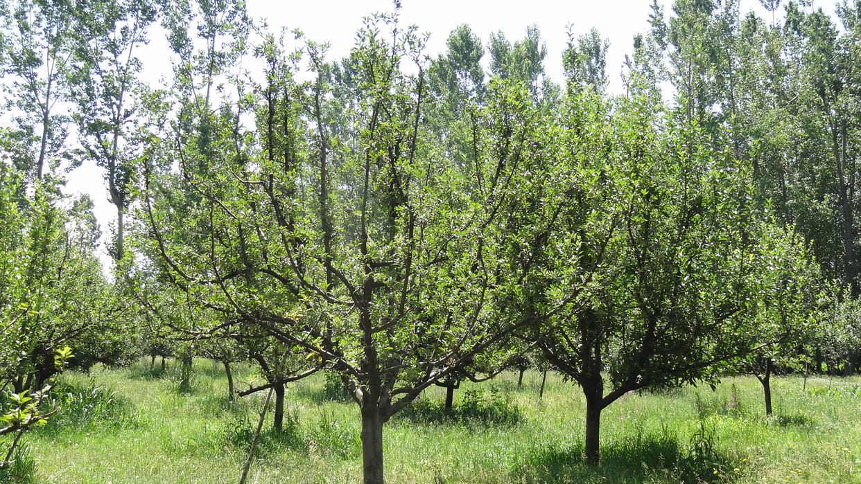 hizbul mujahideen Asking People To Erase Fencing Of Orchards 