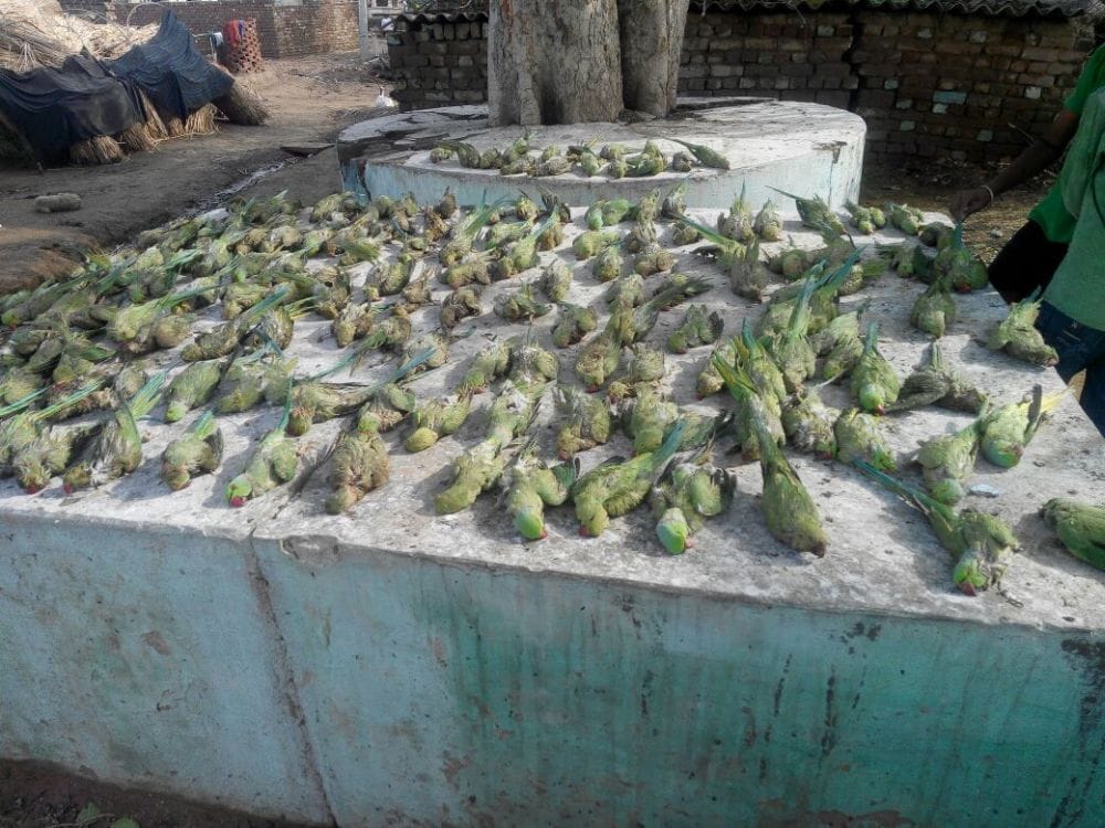 hundreds of birds dies from thunderstorm in Agra