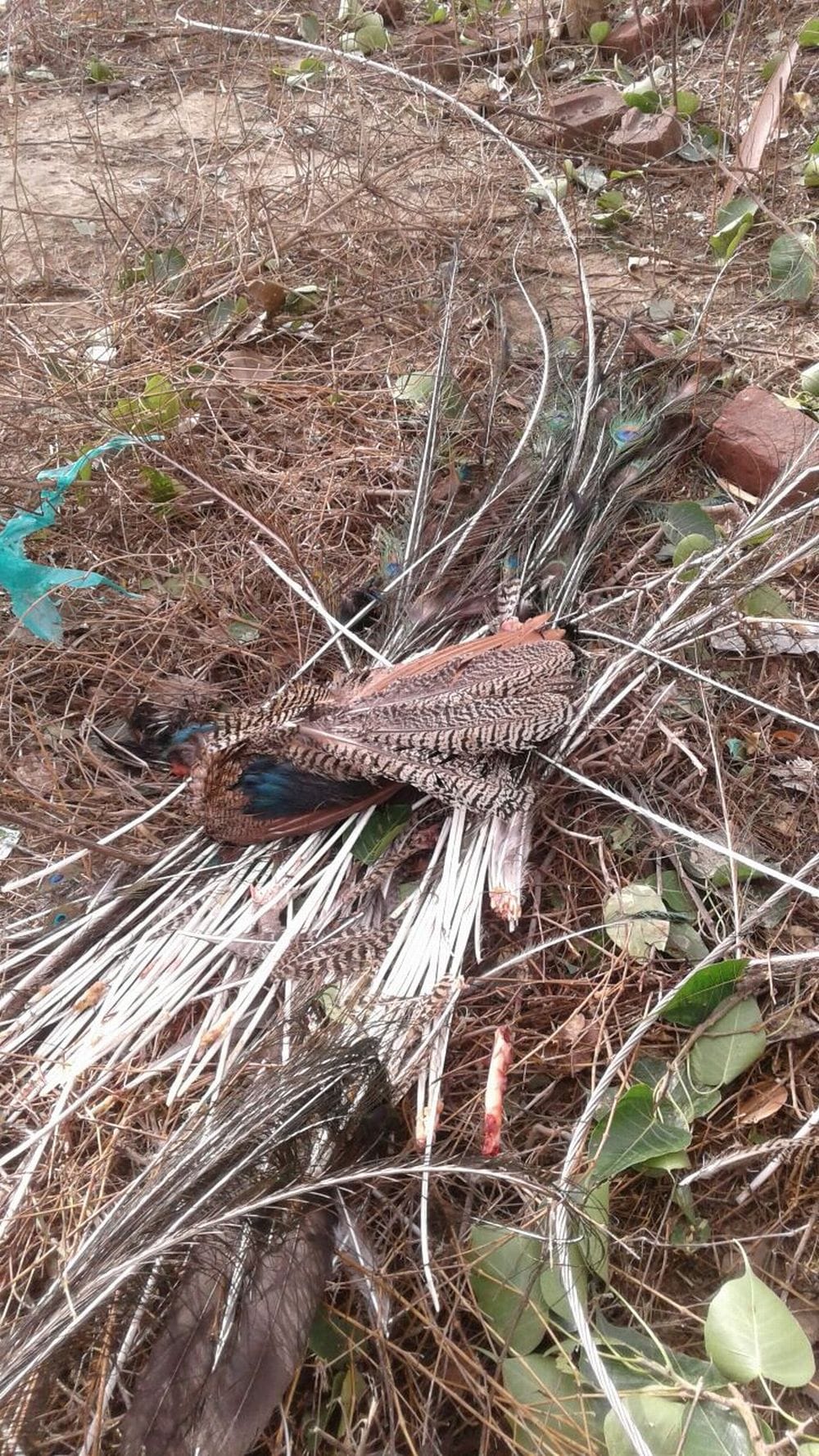 hundreds of birds dies from thunderstorm in Agra