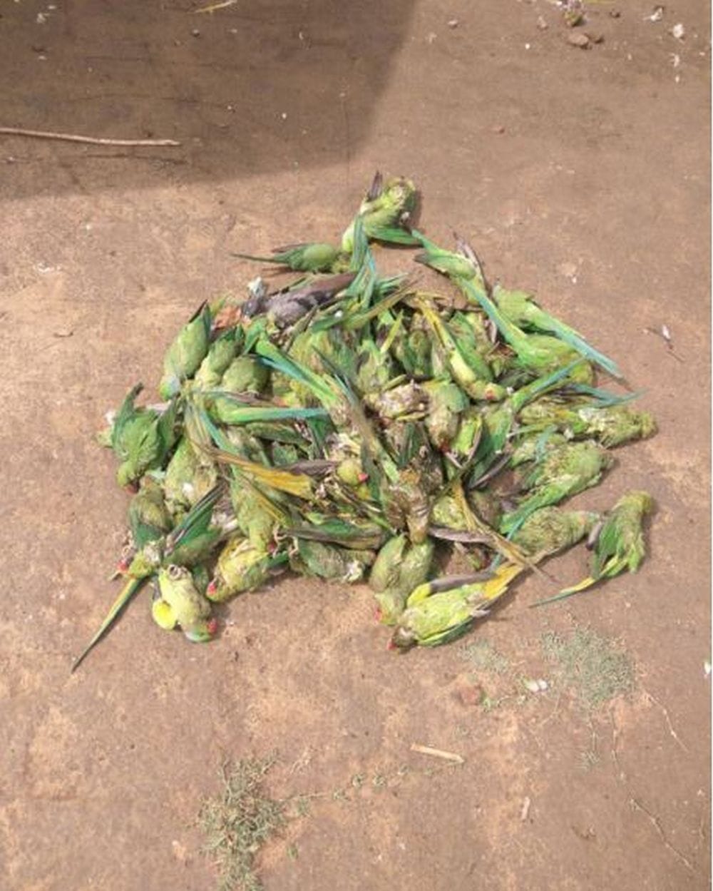 hundreds of birds dies from thunderstorm in Agra