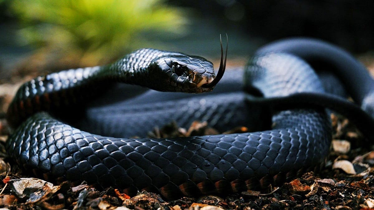  Indian Cobra deliverd 23 Eggs In Odisha 