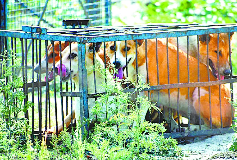 terror of dogs in khairabad in sitapur.