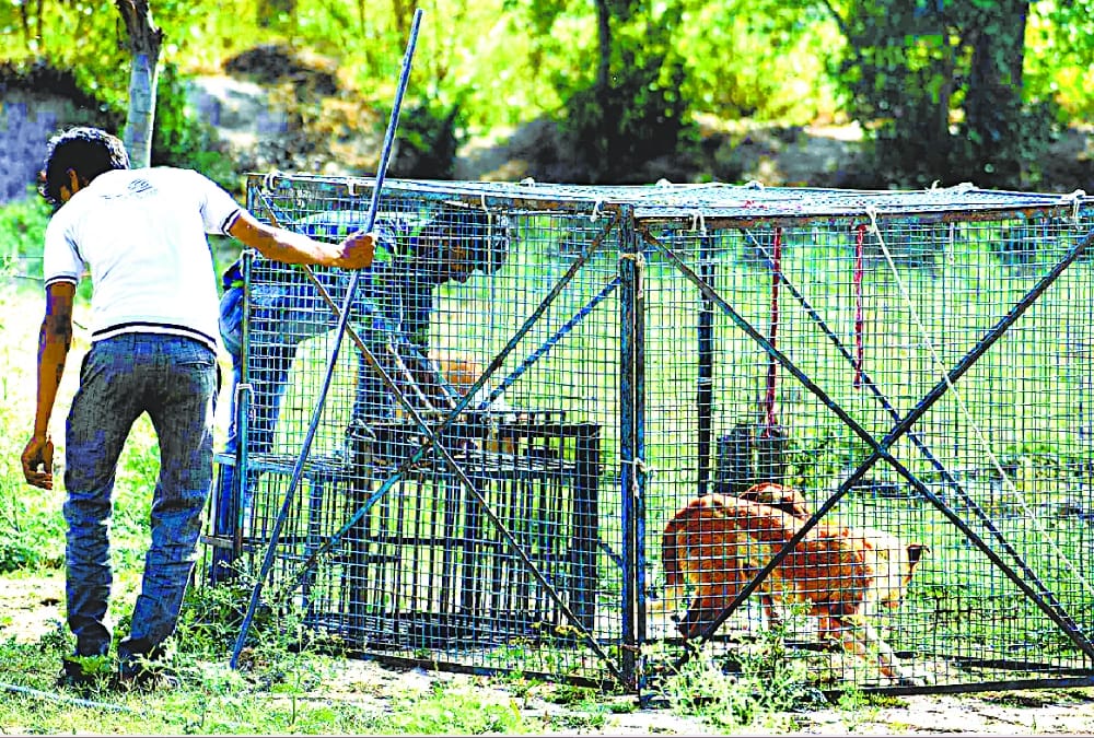 terror of dogs in khairabad in sitapur.
