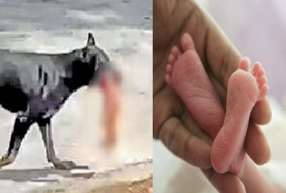 Dog  Ate newborn dead body found on road in dehradun