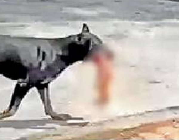 Dog  Ate newborn dead body found on road in dehradun