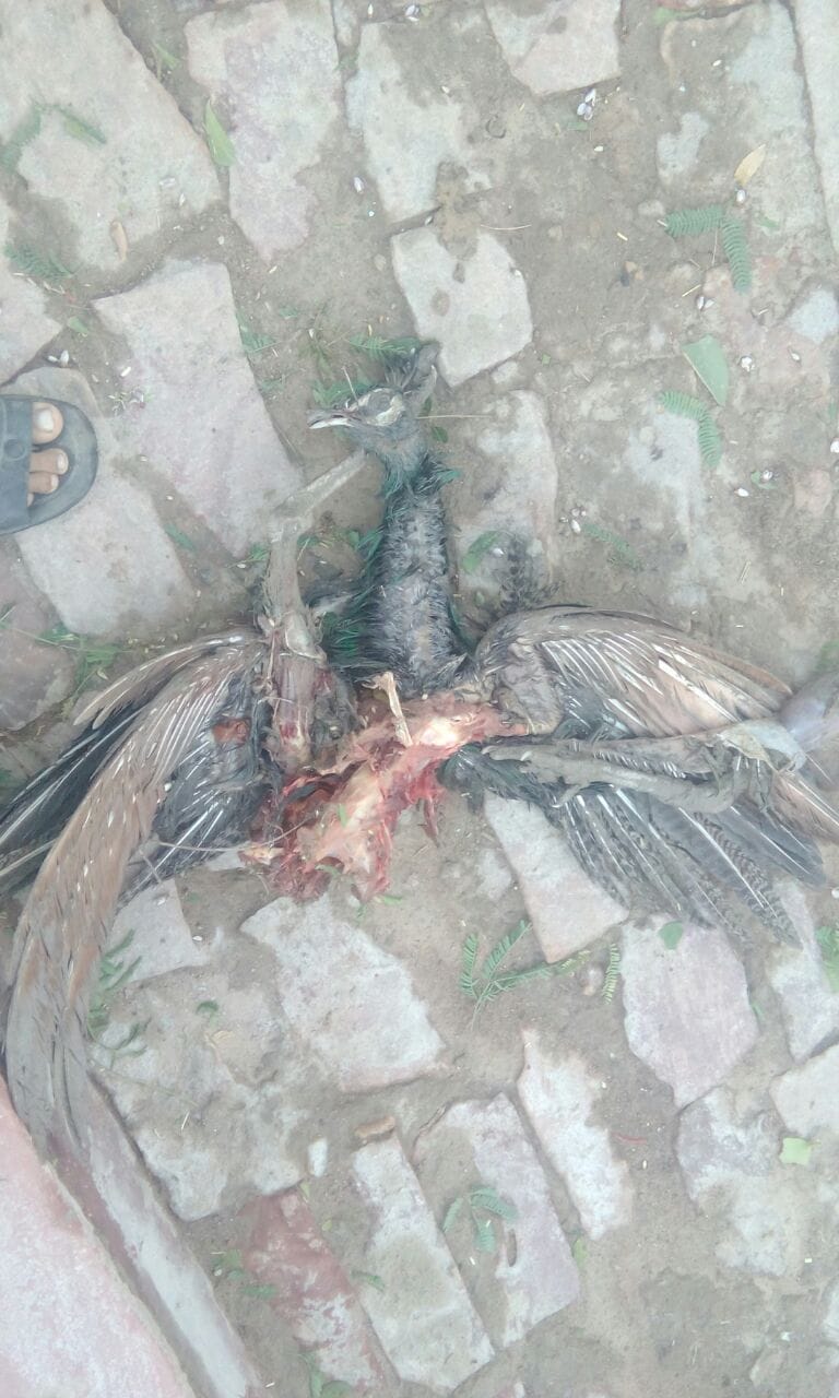 hundreds of birds dies from thunderstorm in Agra
