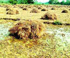 Rain causes havoc