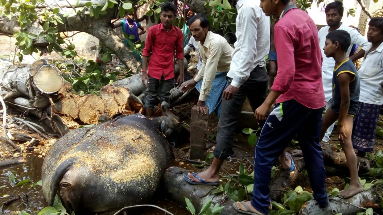 thunderstorm and rain killed five person in purvanchal