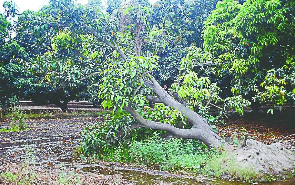 Common and Popular Trees Fall