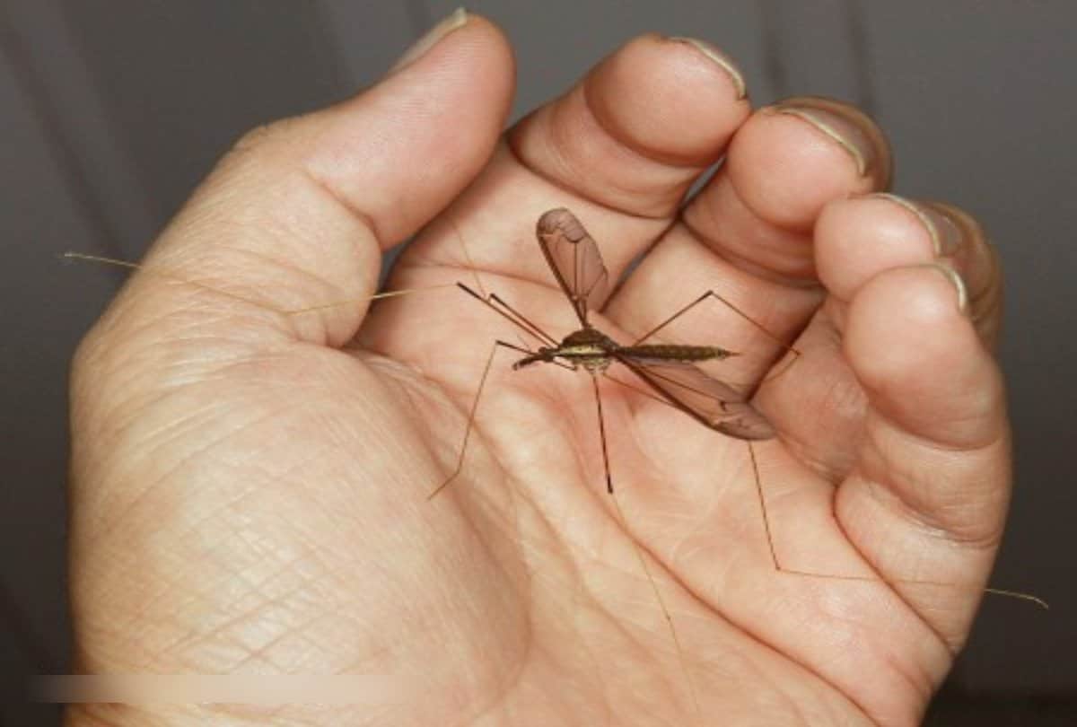 Why do mosquito buzzing is always be a irritating voice for the ears
