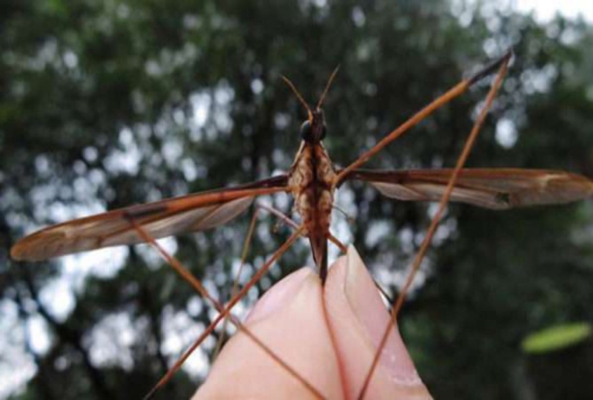 World Giant mosquito found in China