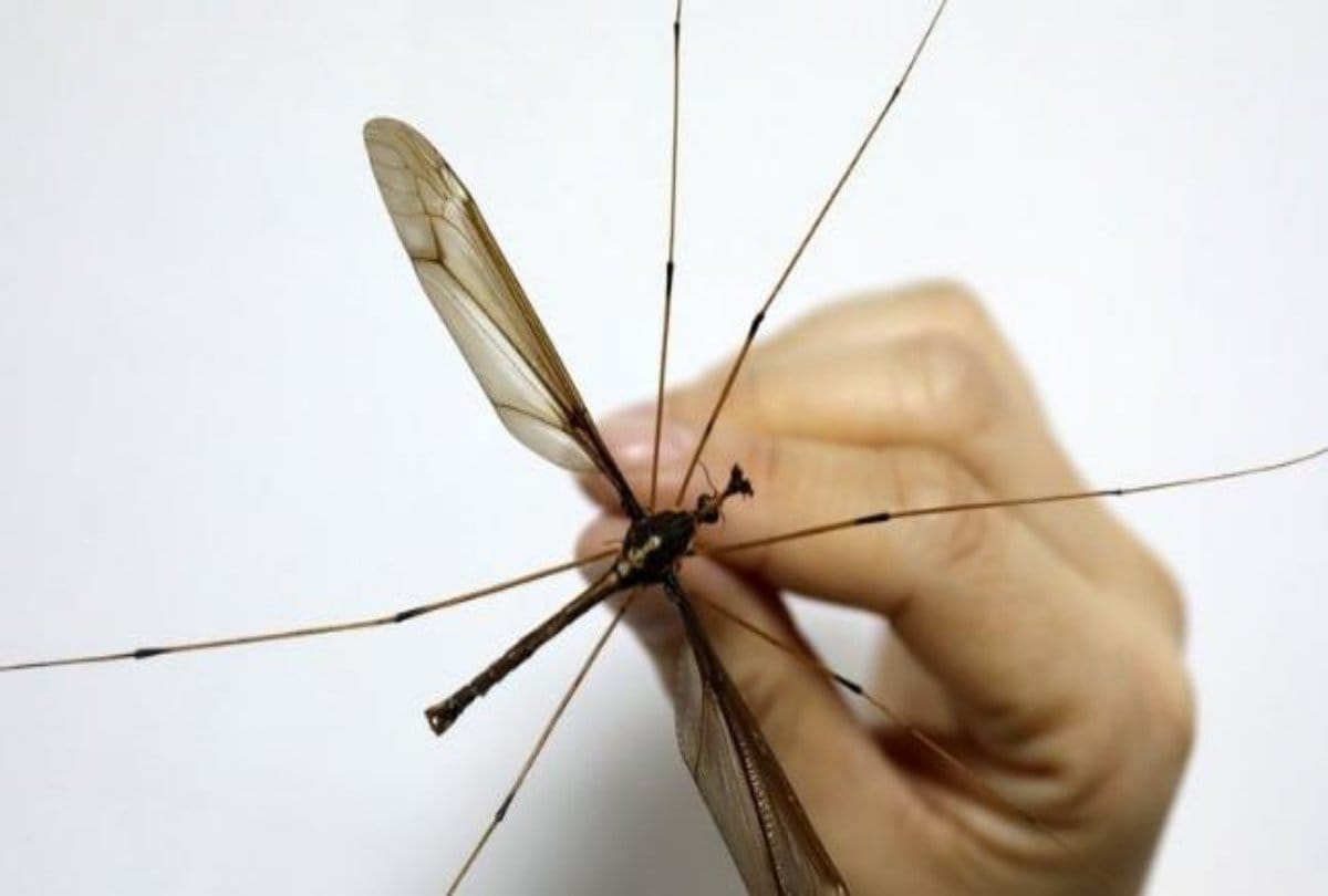 Get rid of dengue malaria mosquito with the help of mobile phone app hertzier
