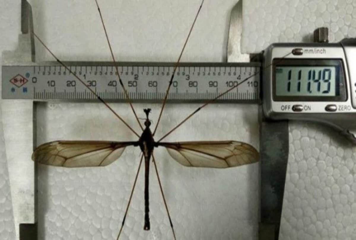 Why do mosquito buzzing is always be a irritating voice for the ears