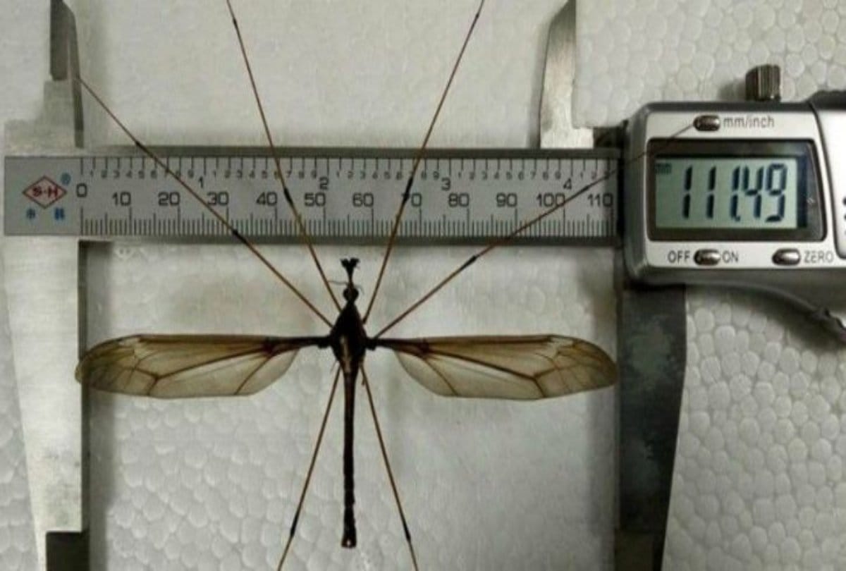 World Giant mosquito found in China