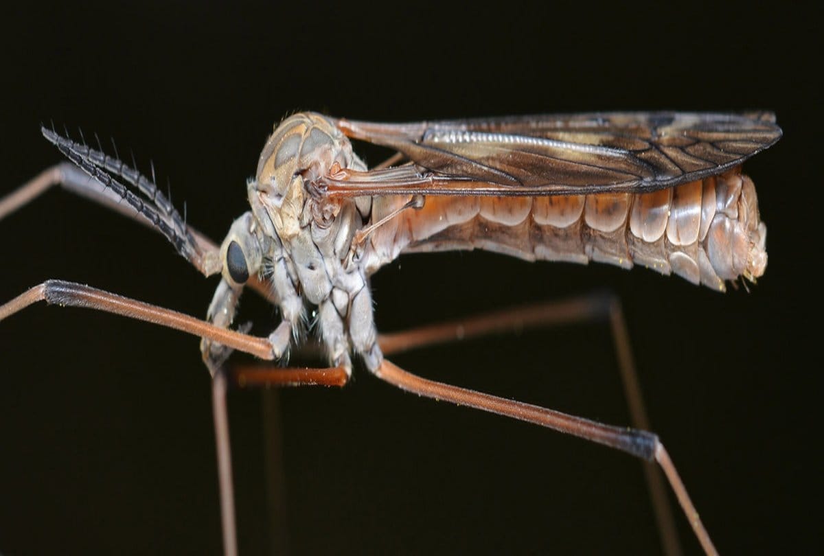 5 types of malaria fever and their symptoms and treatment