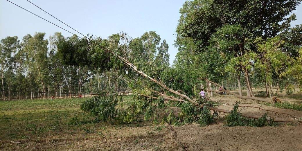 trees fall at many places 