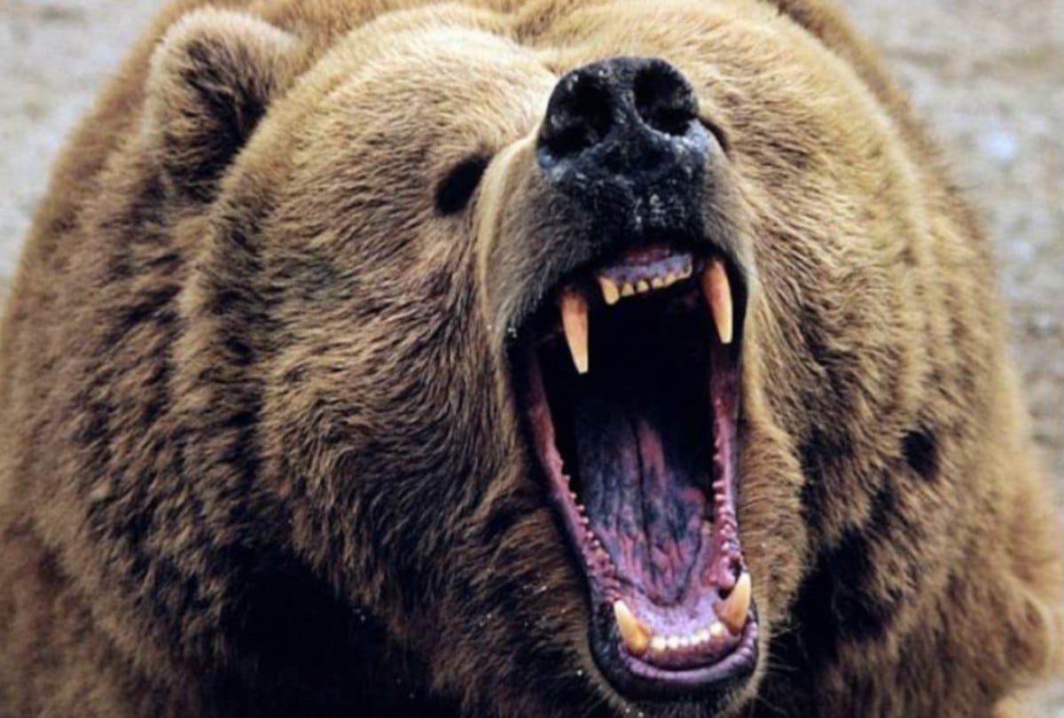 Bear Wandering Around In Public Area Due to Sleeping Disturb in winter in Uttarakhand