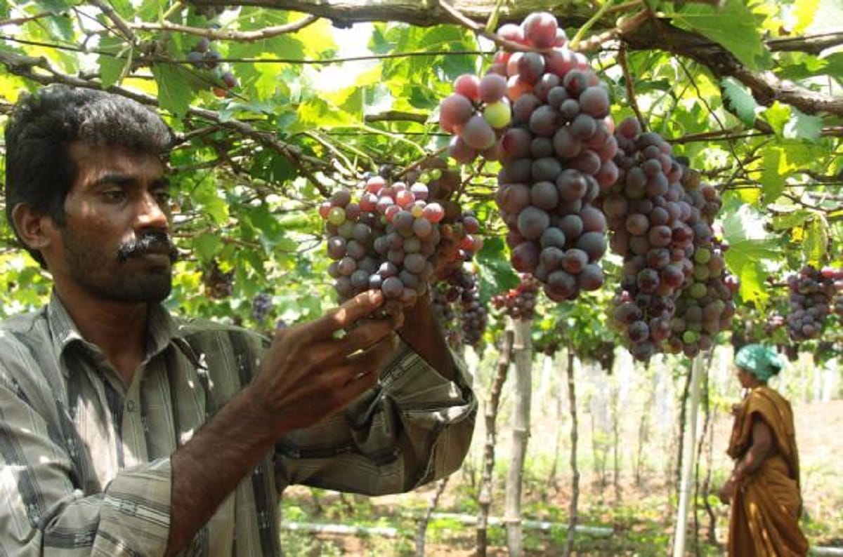 india's grape export dropped 10 percent, unseasonal rains and farmers incomplete demand are reasons