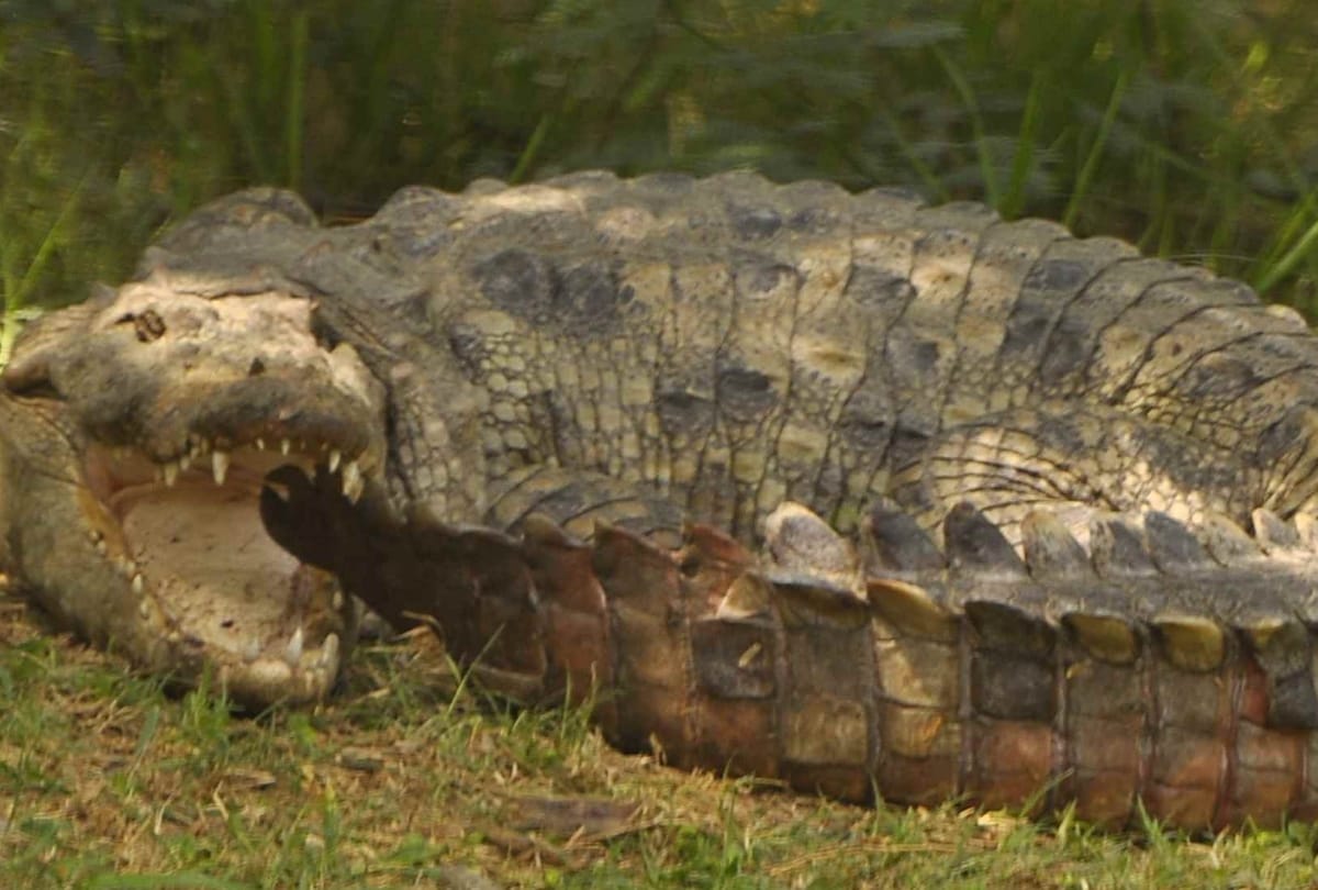  crocodile died during the treatment in lucknow