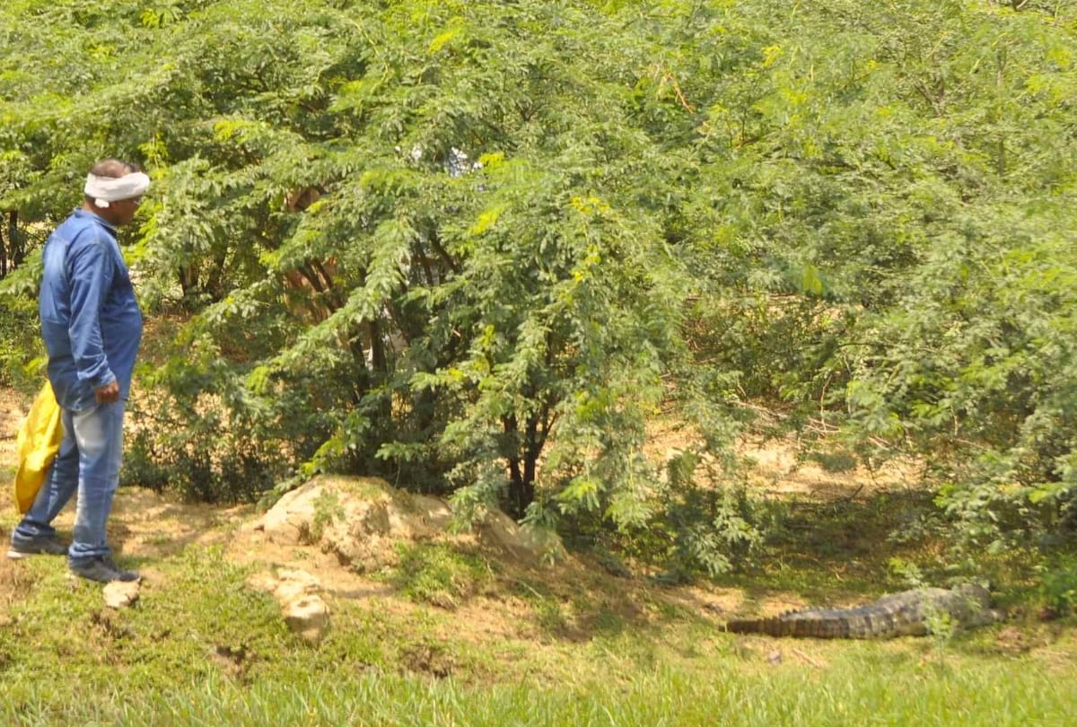  crocodile died during the treatment in lucknow
