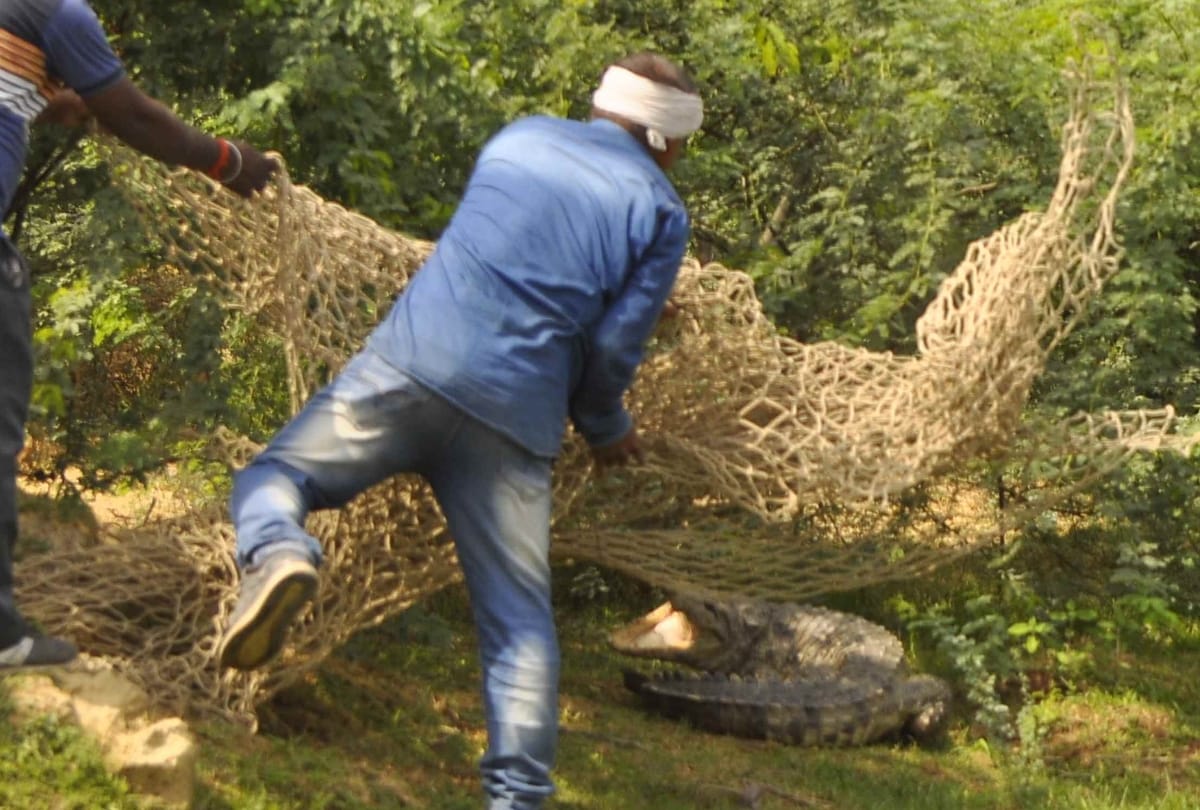  crocodile died during the treatment in lucknow