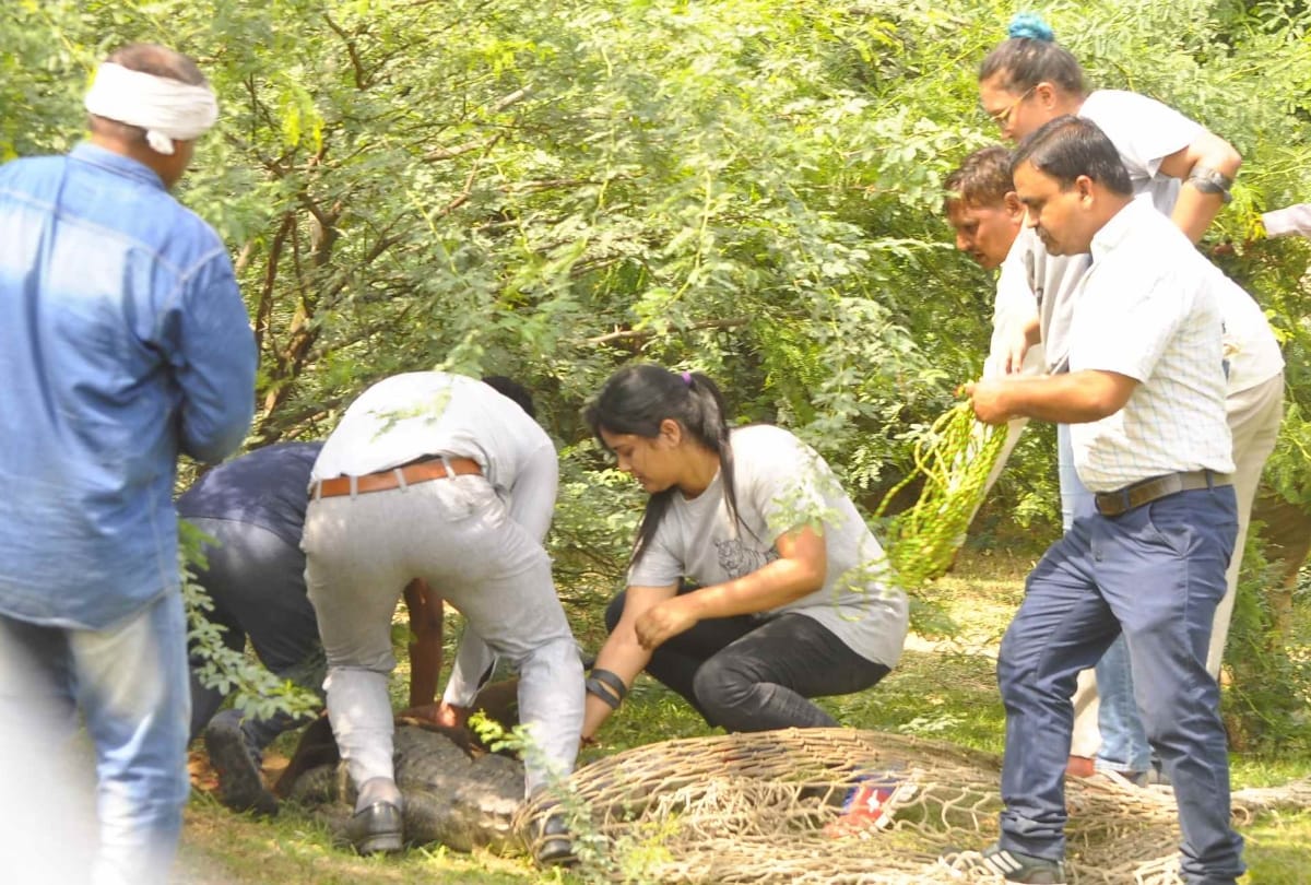  crocodile died during the treatment in lucknow