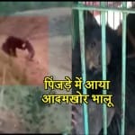 भालू 