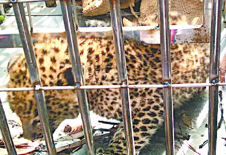 cub hid under stones