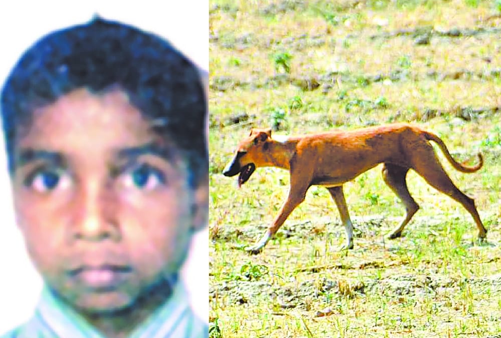 dogs killed another child in sitapur
