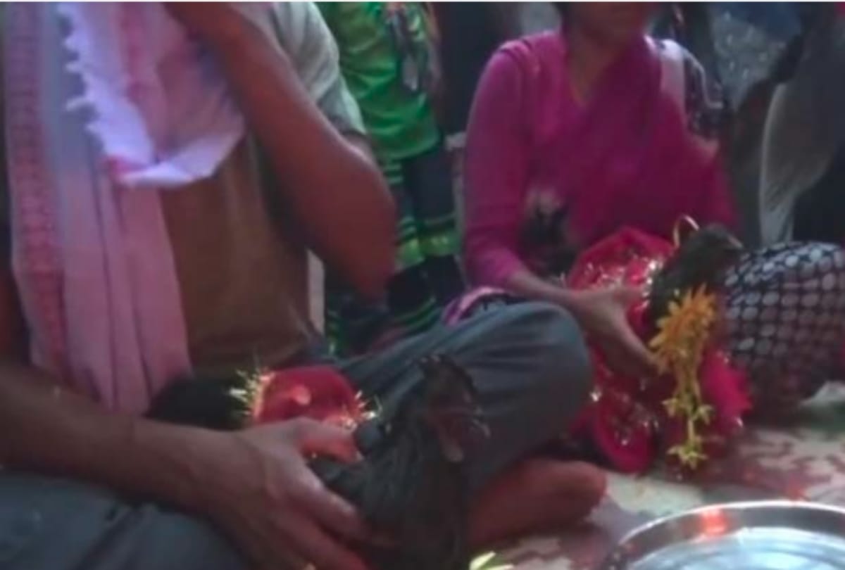 A unique hen marriage held in Chhattisgarh Dantewada district