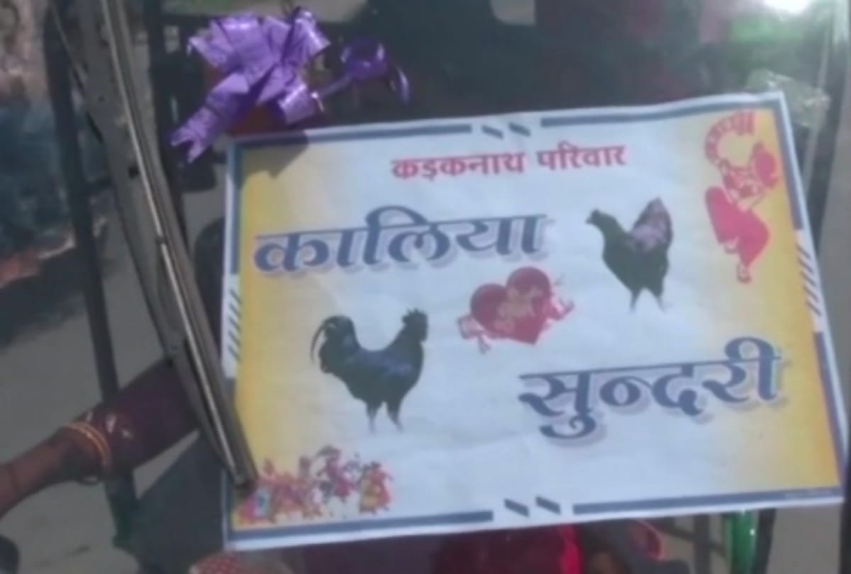A unique hen marriage held in Chhattisgarh Dantewada district