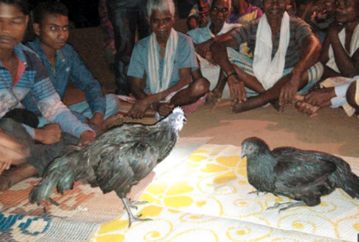 A unique hen marriage held in Chhattisgarh Dantewada district
