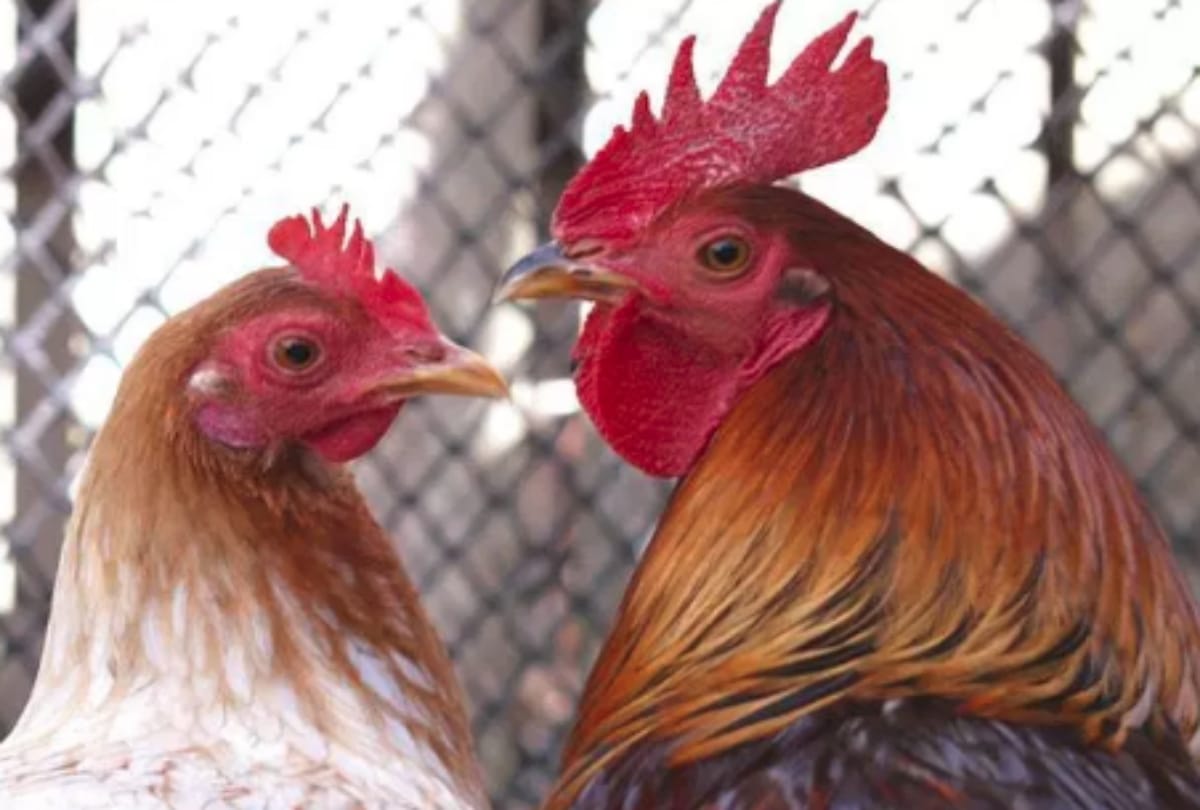 A unique hen marriage held in Chhattisgarh Dantewada district