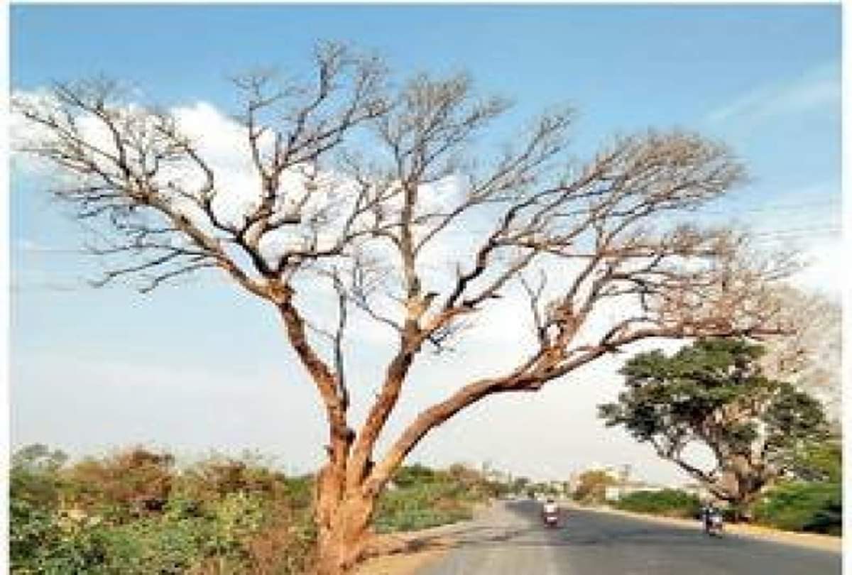 according to vastu these plants are unlucky for home